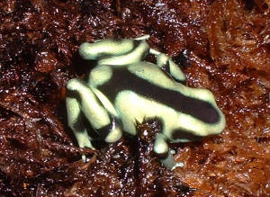 costaricangreenandblackauratus.JPG