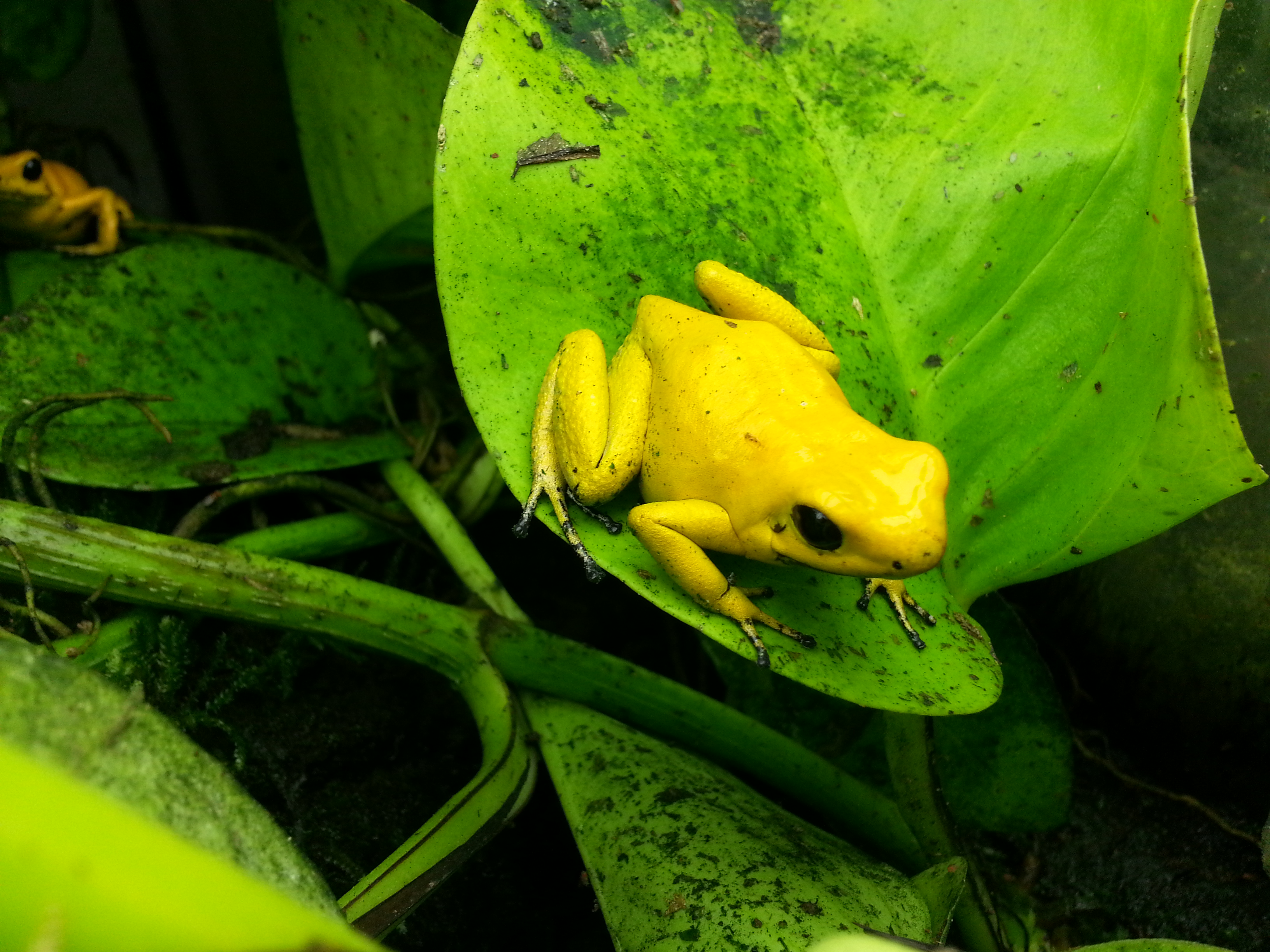 17MAy13/Yellow_terribilis.jpg
