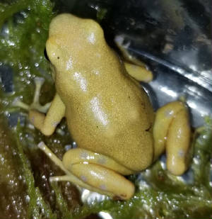 goldenauratus/GA_Male.jpg