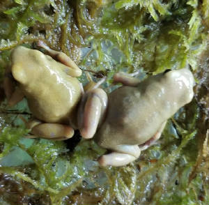 goldenauratus/GA_Pair.jpg