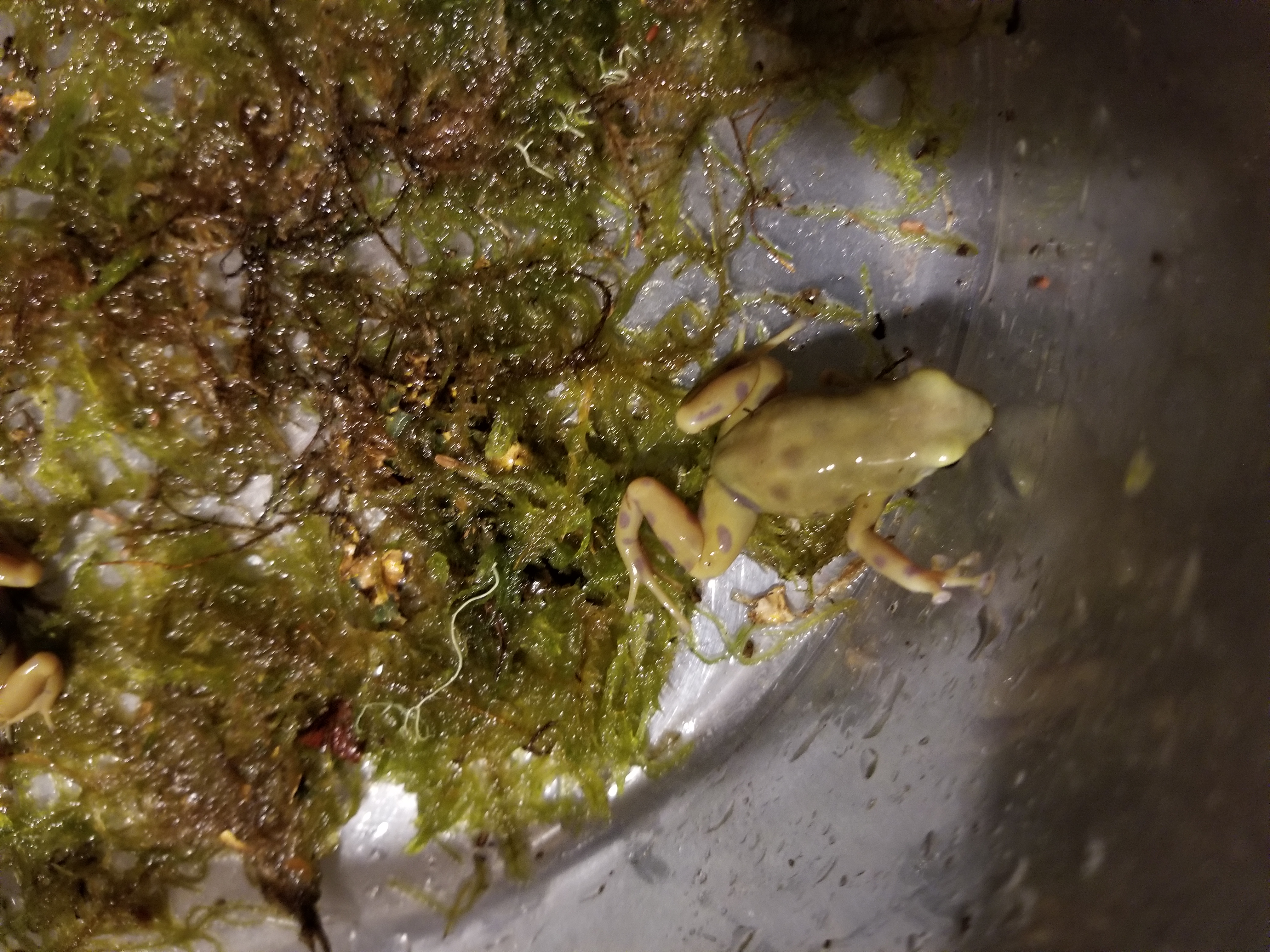 goldenauratus/20190218_210526.jpg