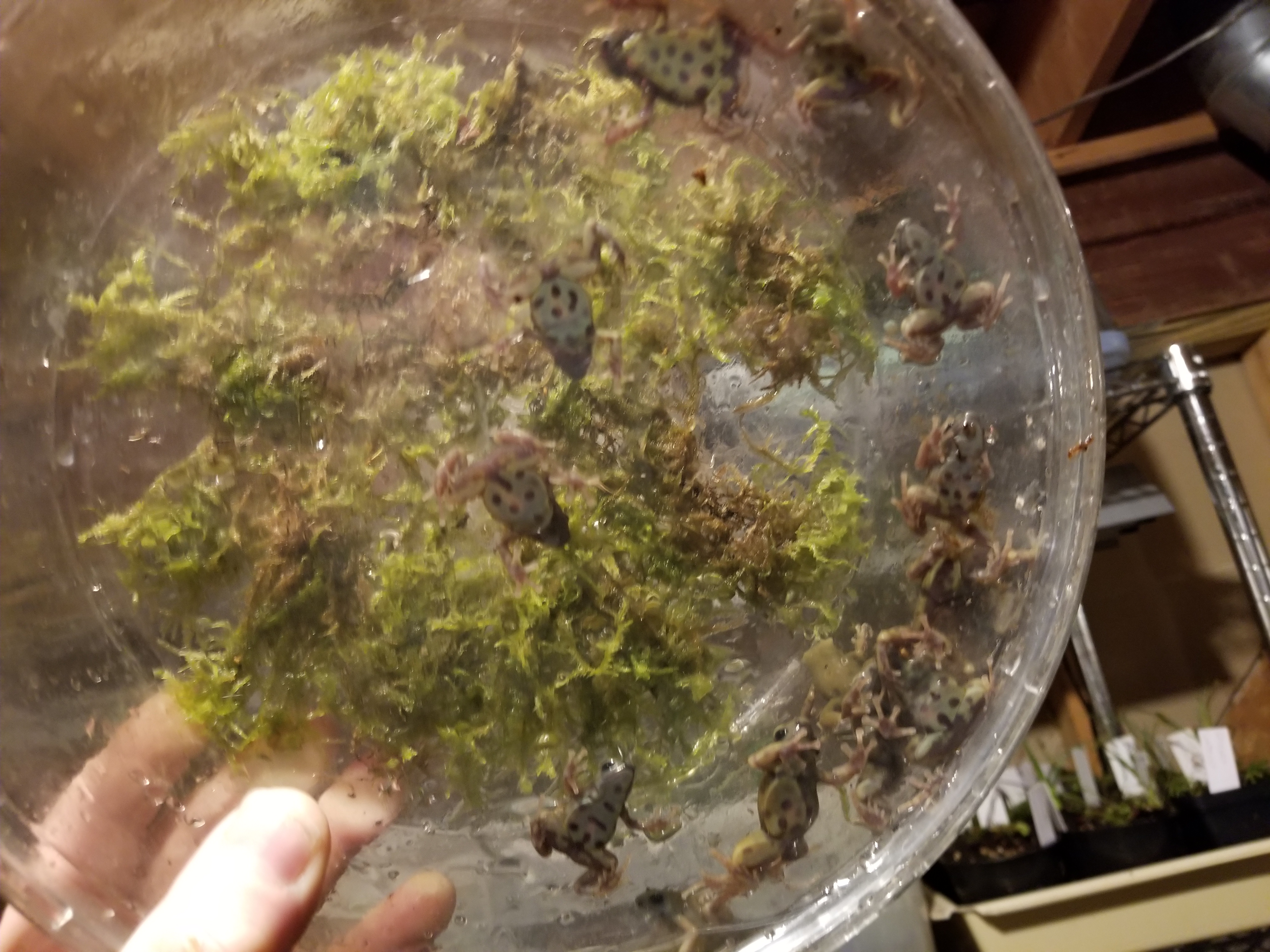 goldenauratus/20190218_210614.jpg