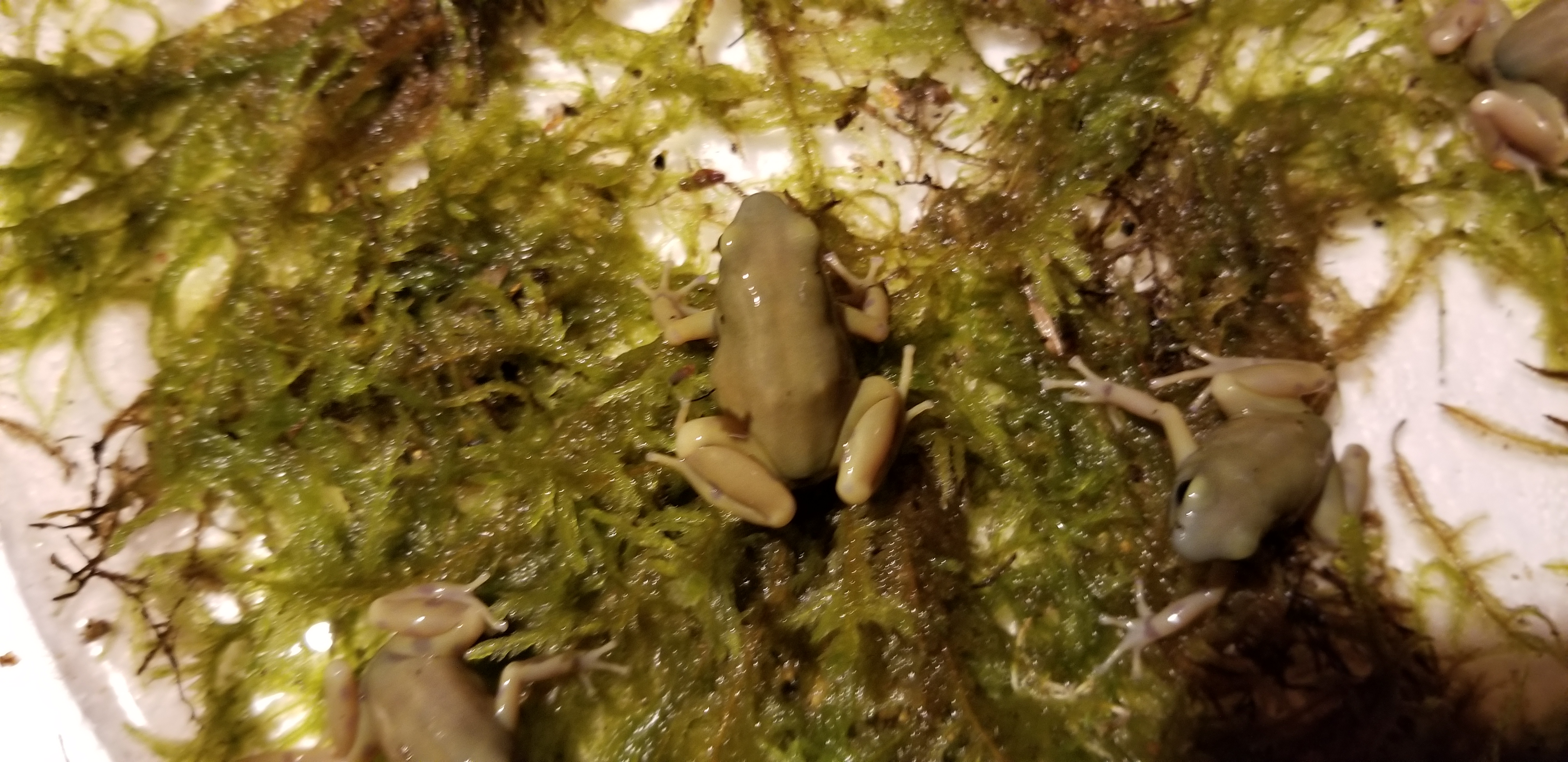 goldenauratus/20190218_212701.jpg