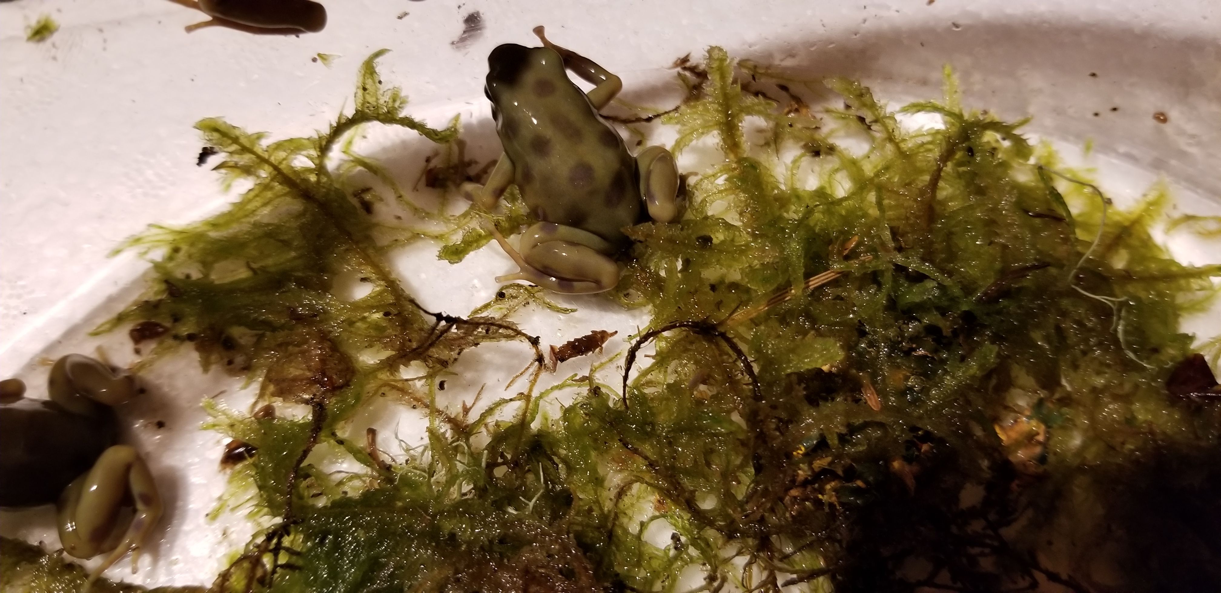 goldenauratus/20190218_212707.jpg