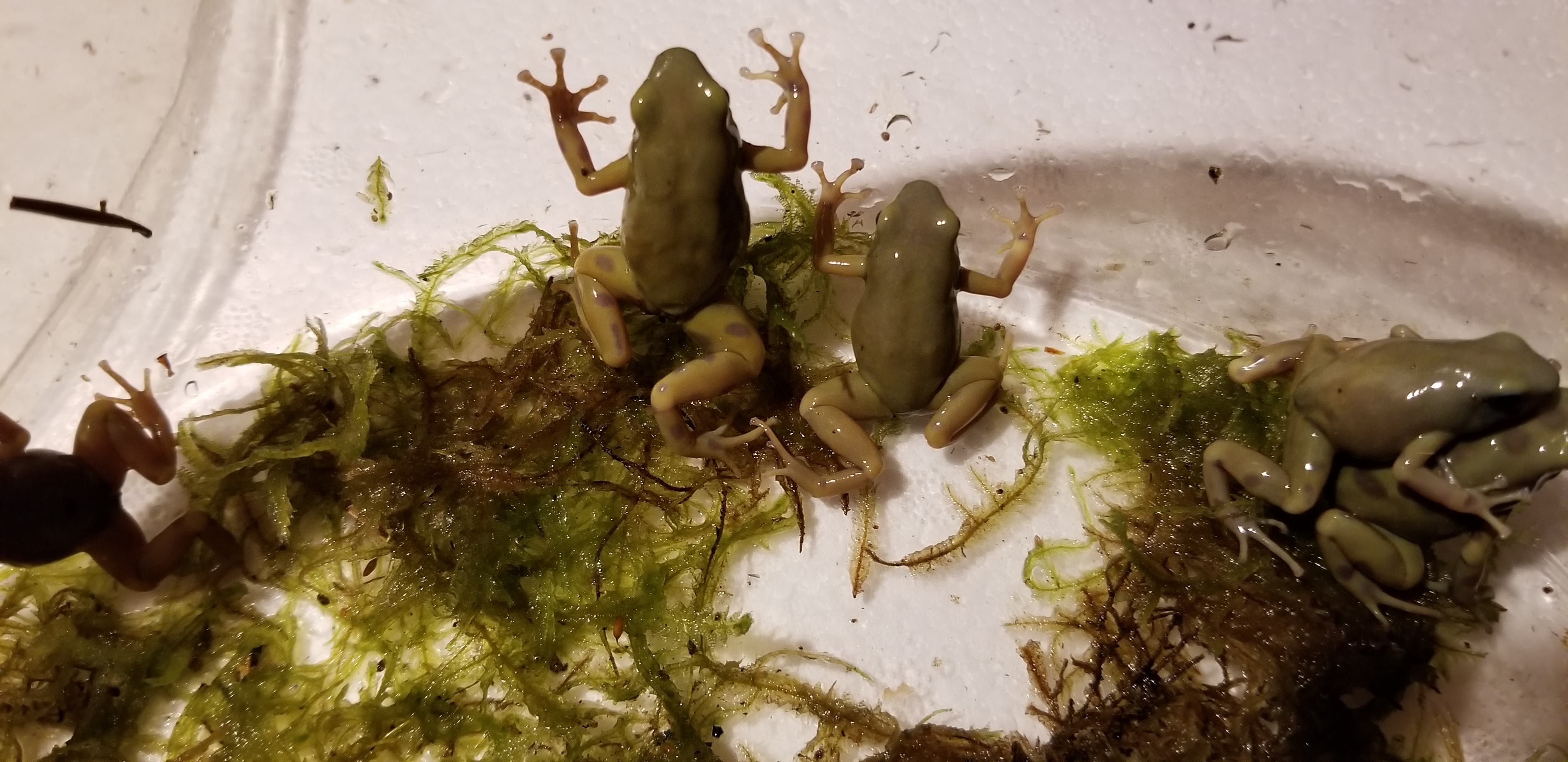 goldenauratus/20190218_212740.jpg