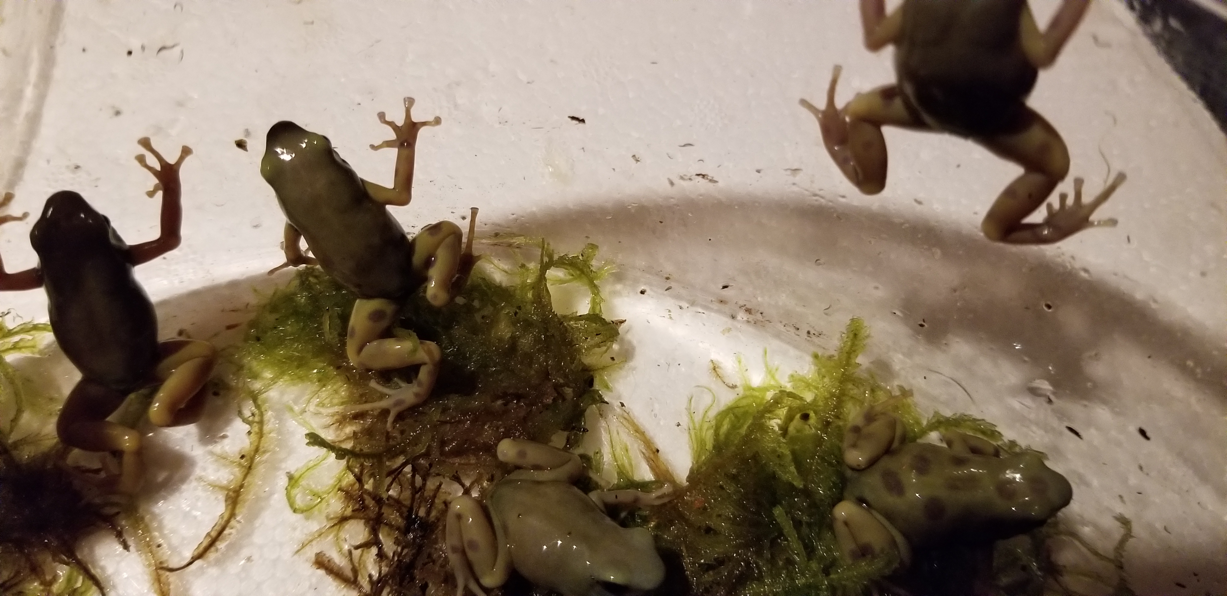 goldenauratus/20190218_212745.jpg