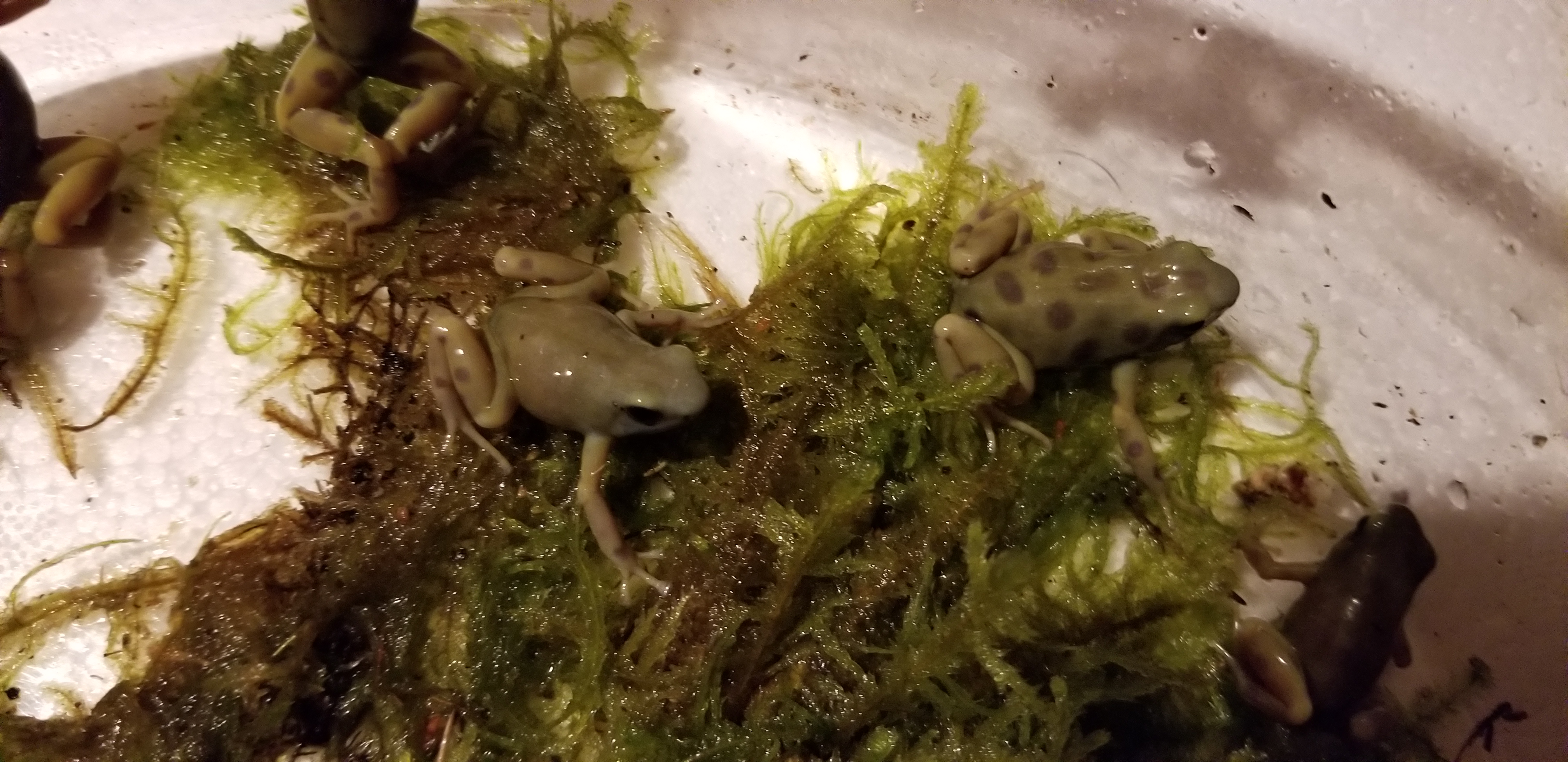 goldenauratus/20190218_212746.jpg