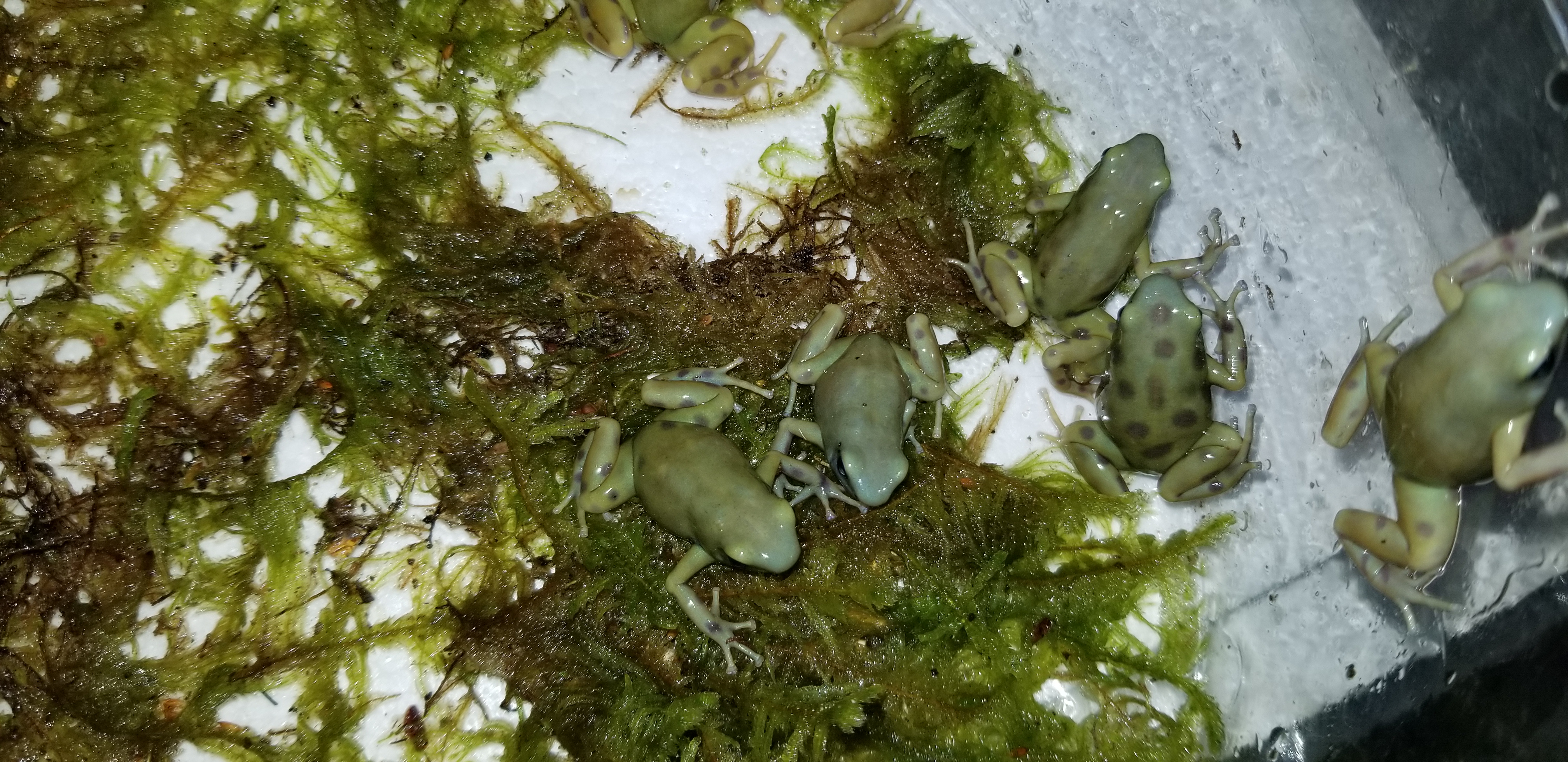 goldenauratus/20190218_212800.jpg