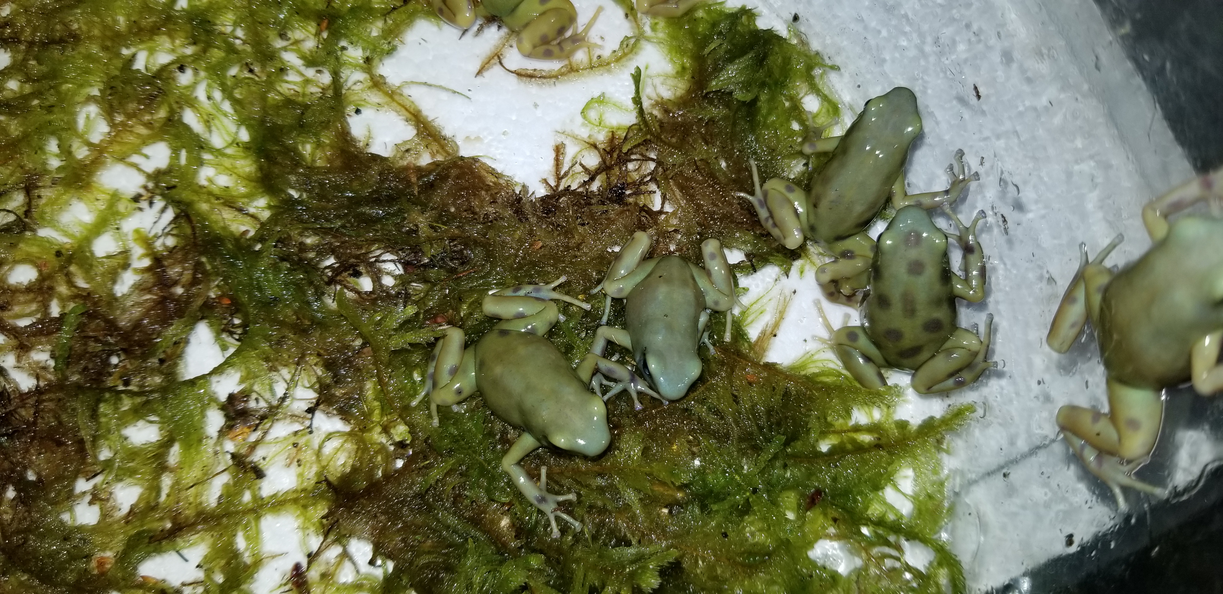 goldenauratus/20190218_212802.jpg