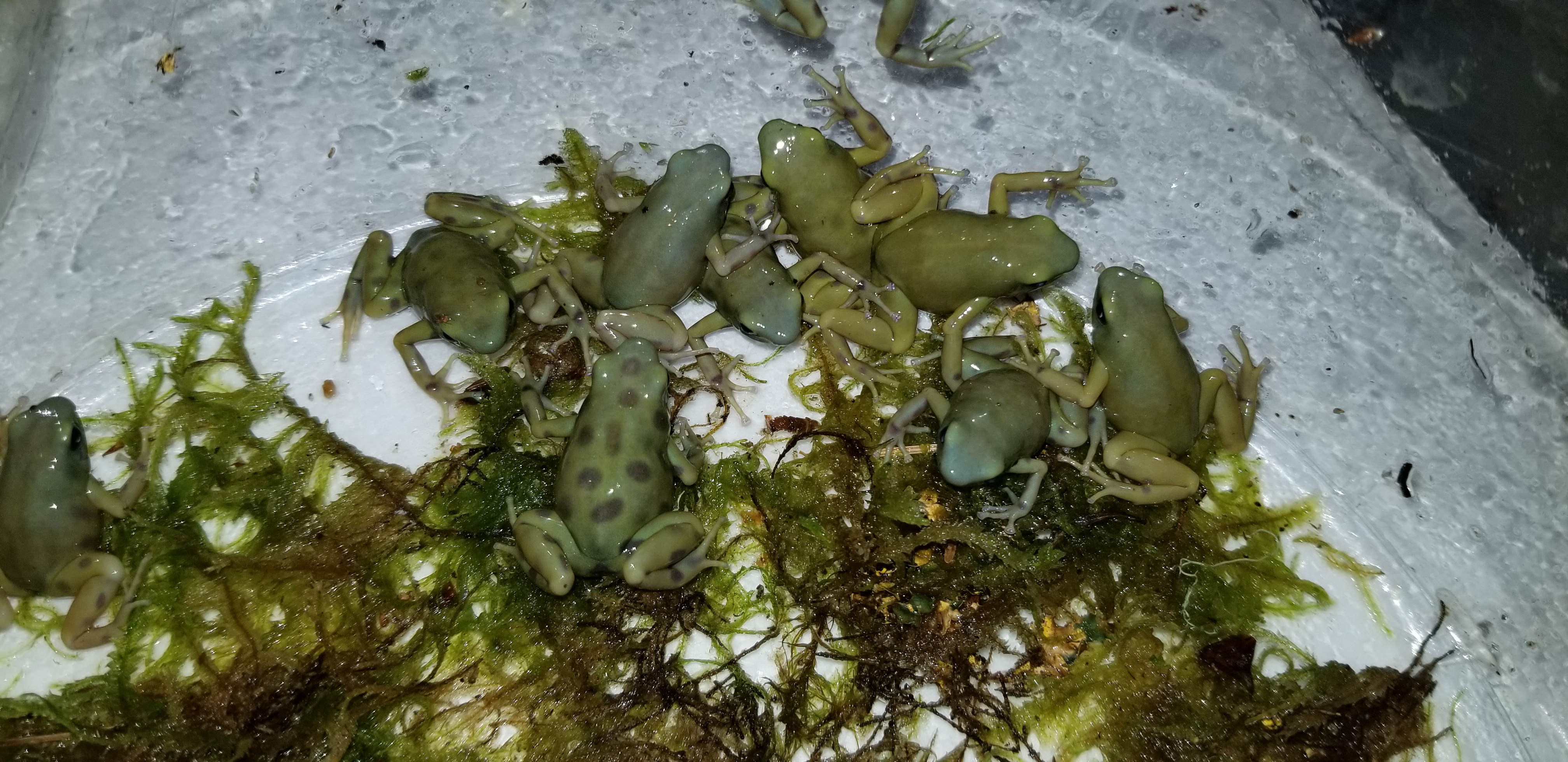 goldenauratus/20190218_212826.jpg