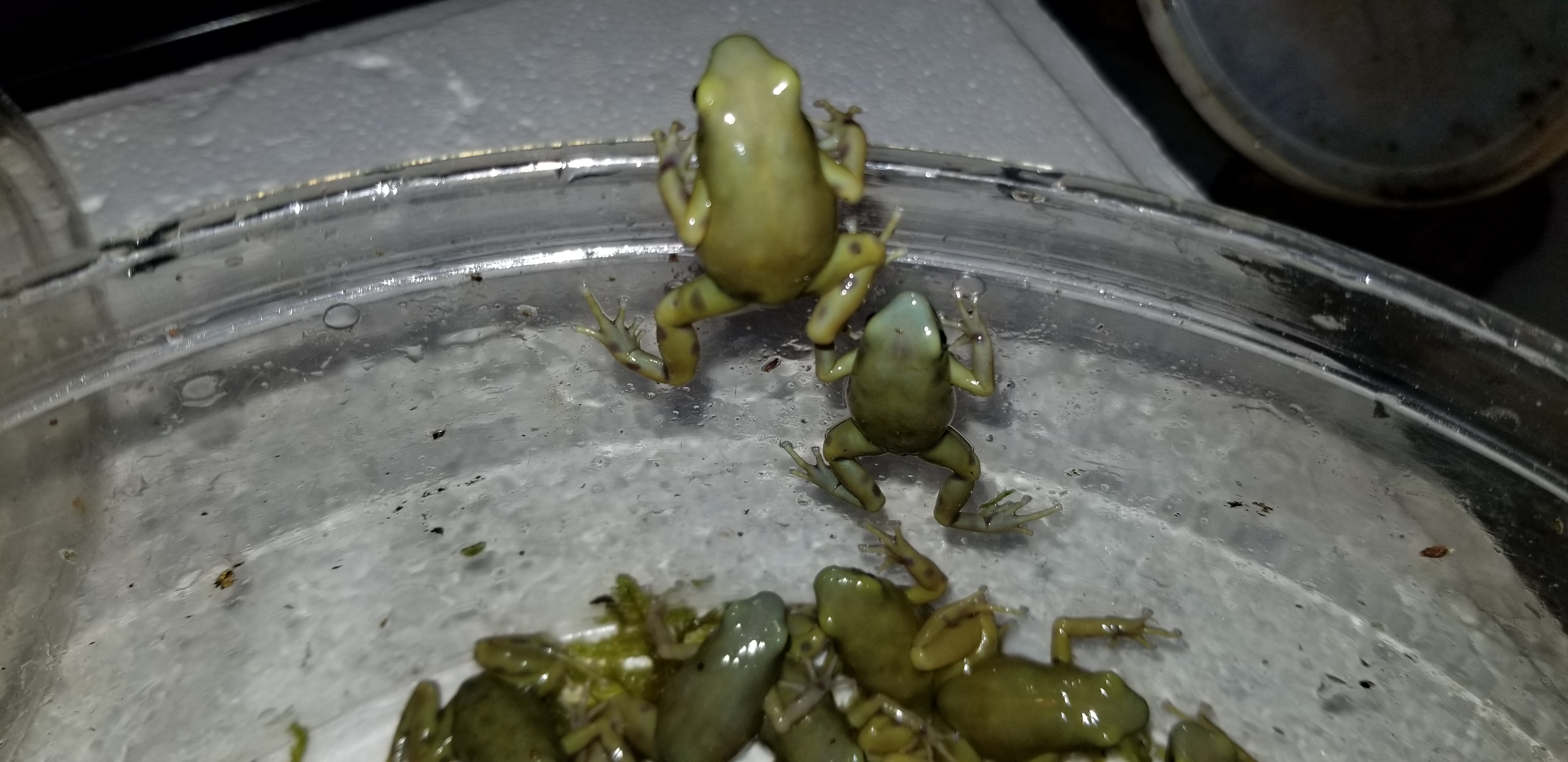 goldenauratus/20190218_212829.jpg