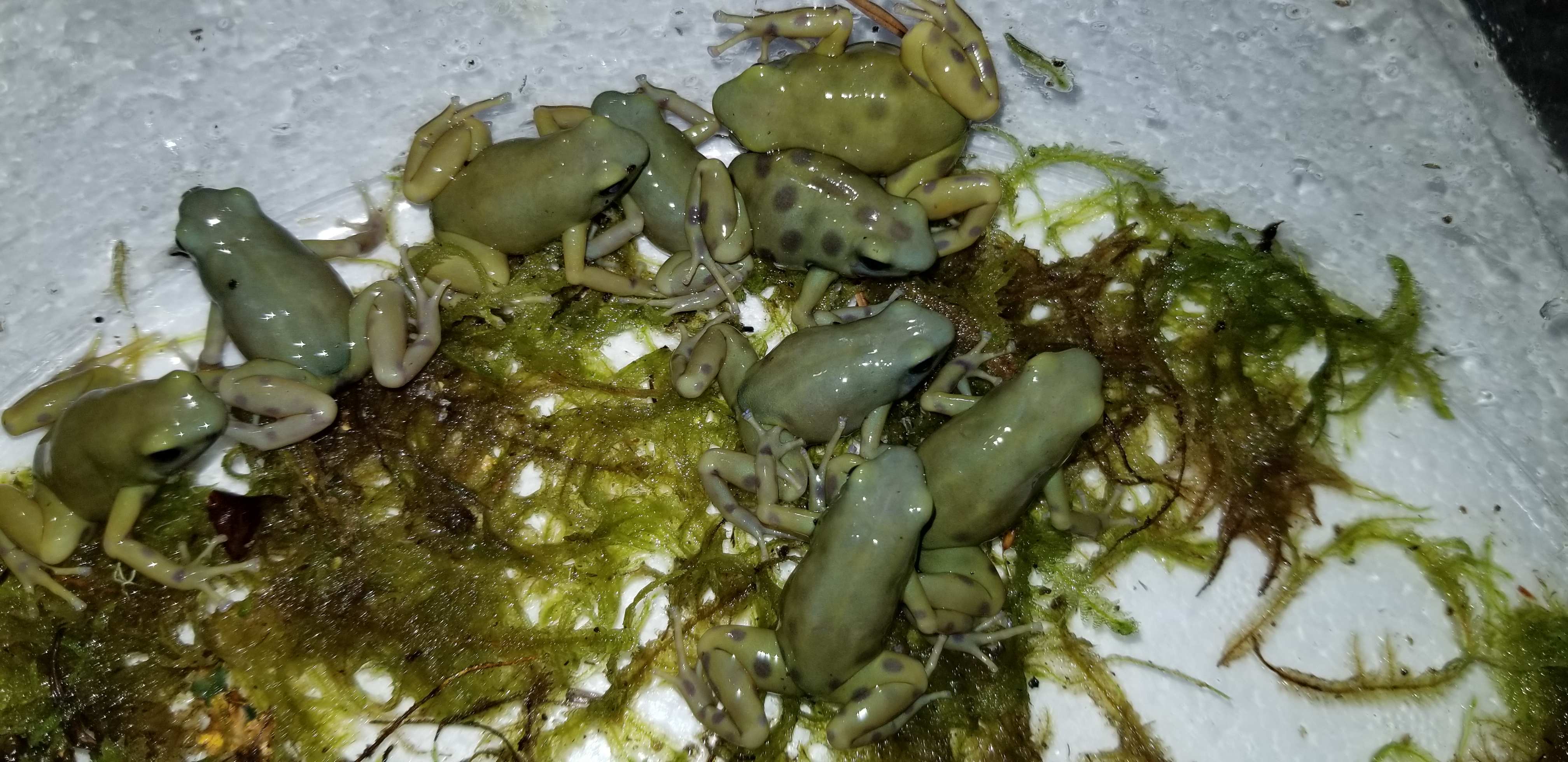 goldenauratus/20190218_212842.jpg