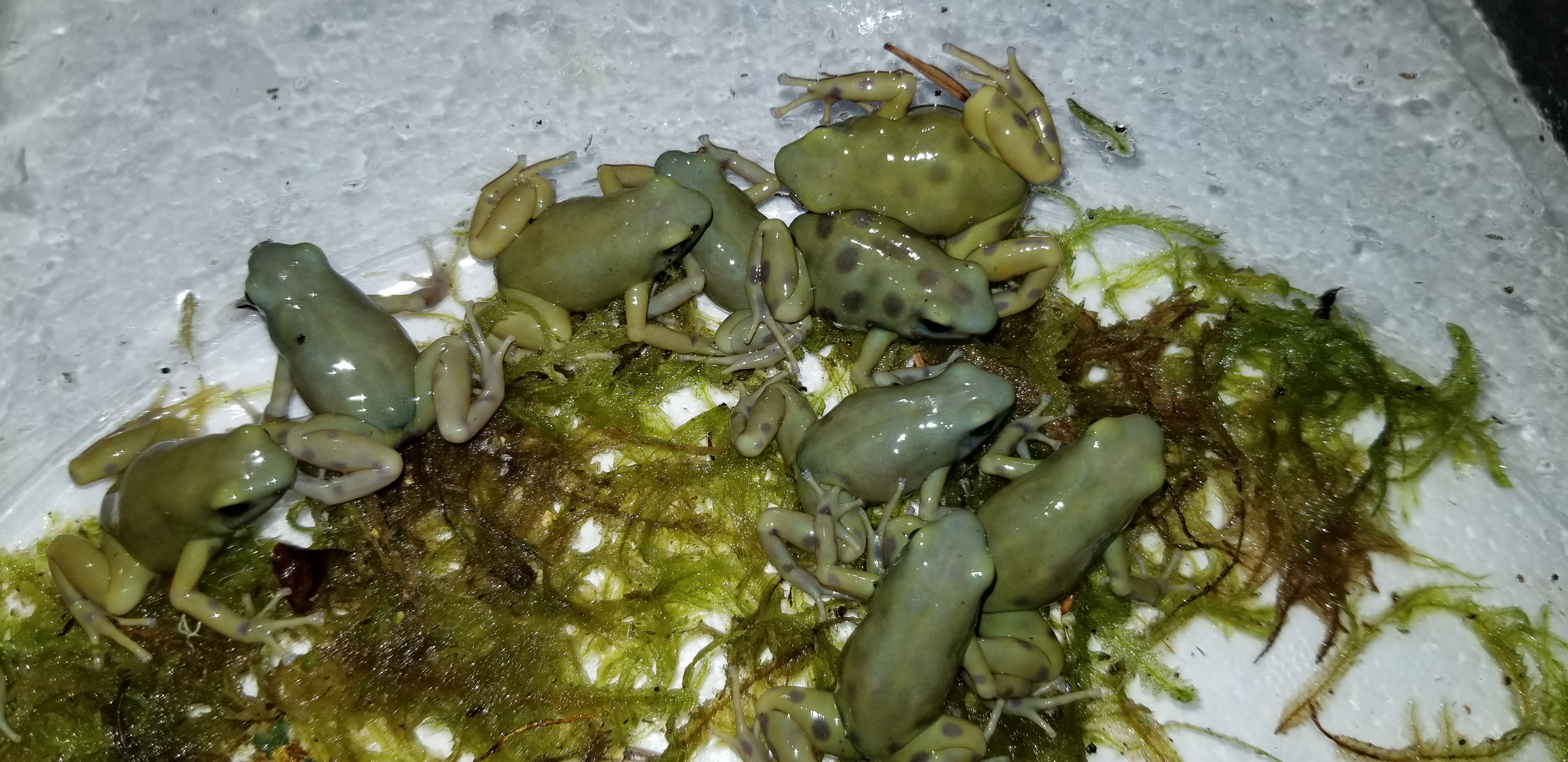 goldenauratus/20190218_212844.jpg