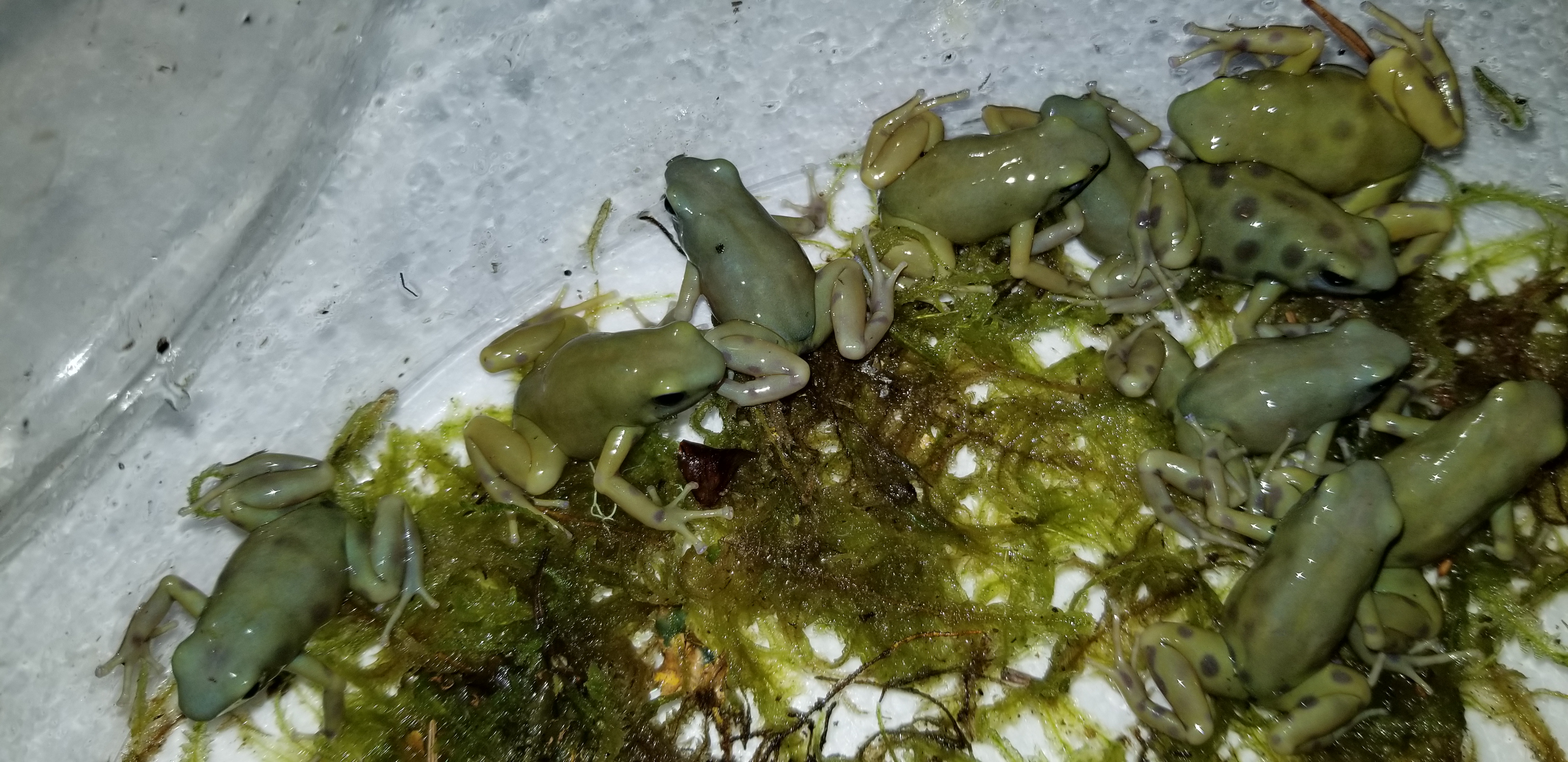 goldenauratus/20190218_212847.jpg