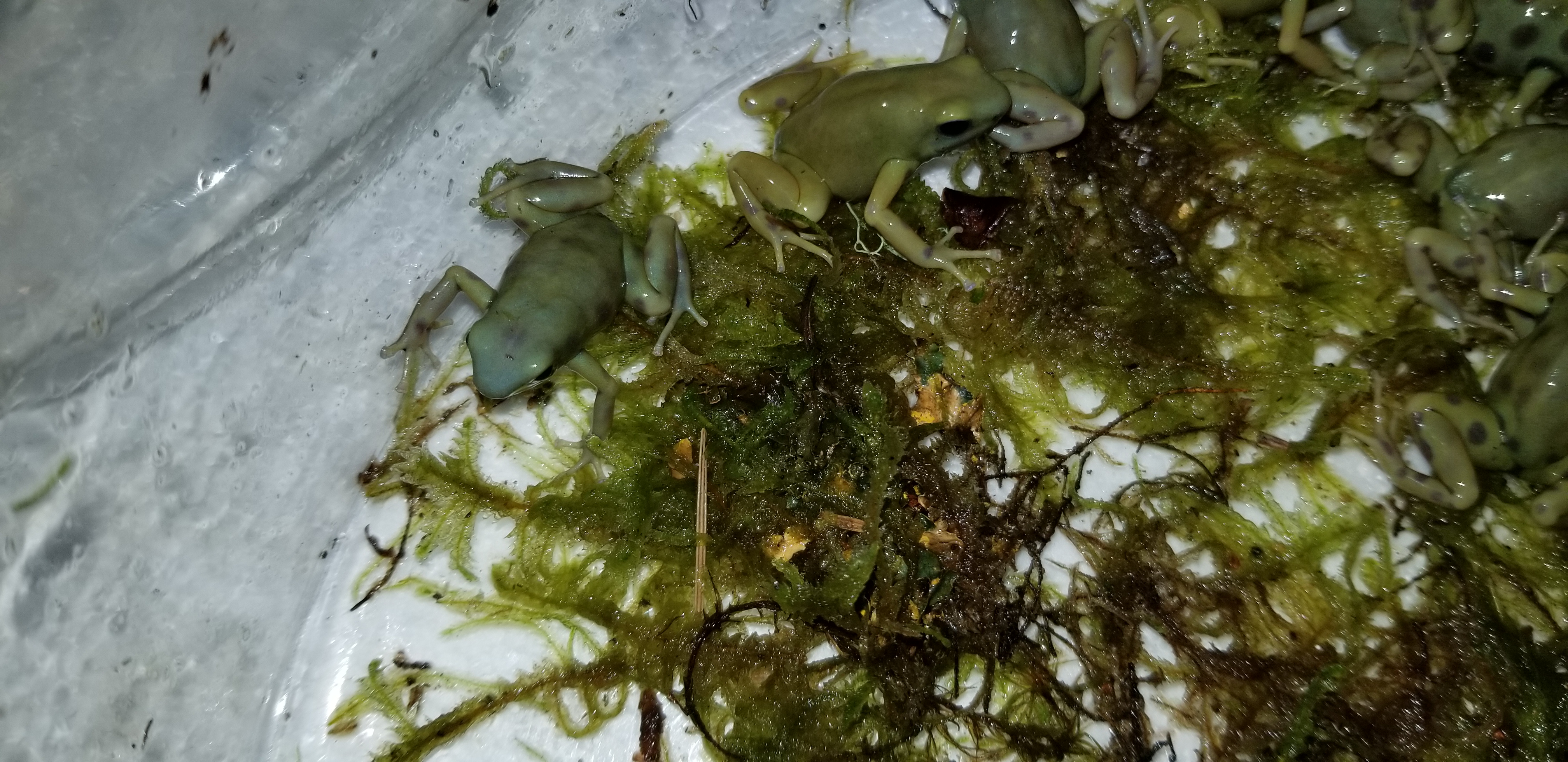 goldenauratus/20190218_212850.jpg