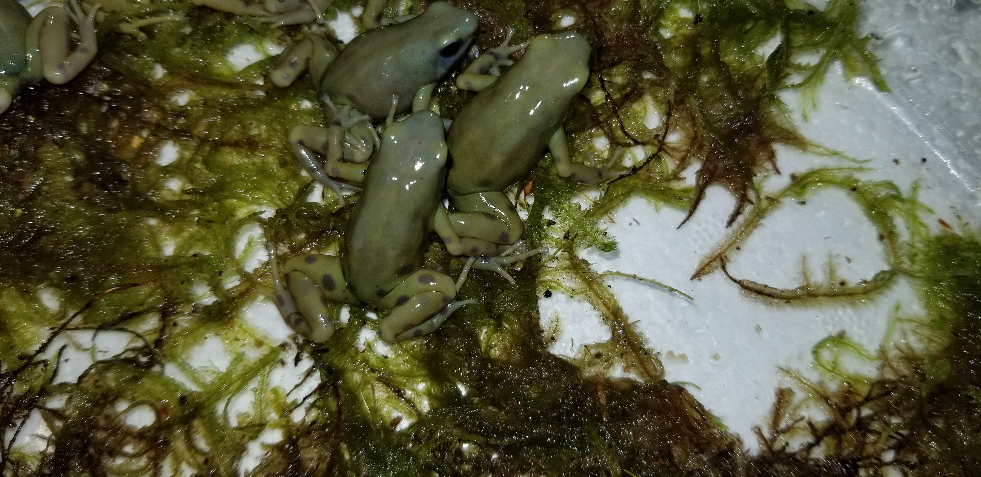 goldenauratus/20190218_212854.jpg