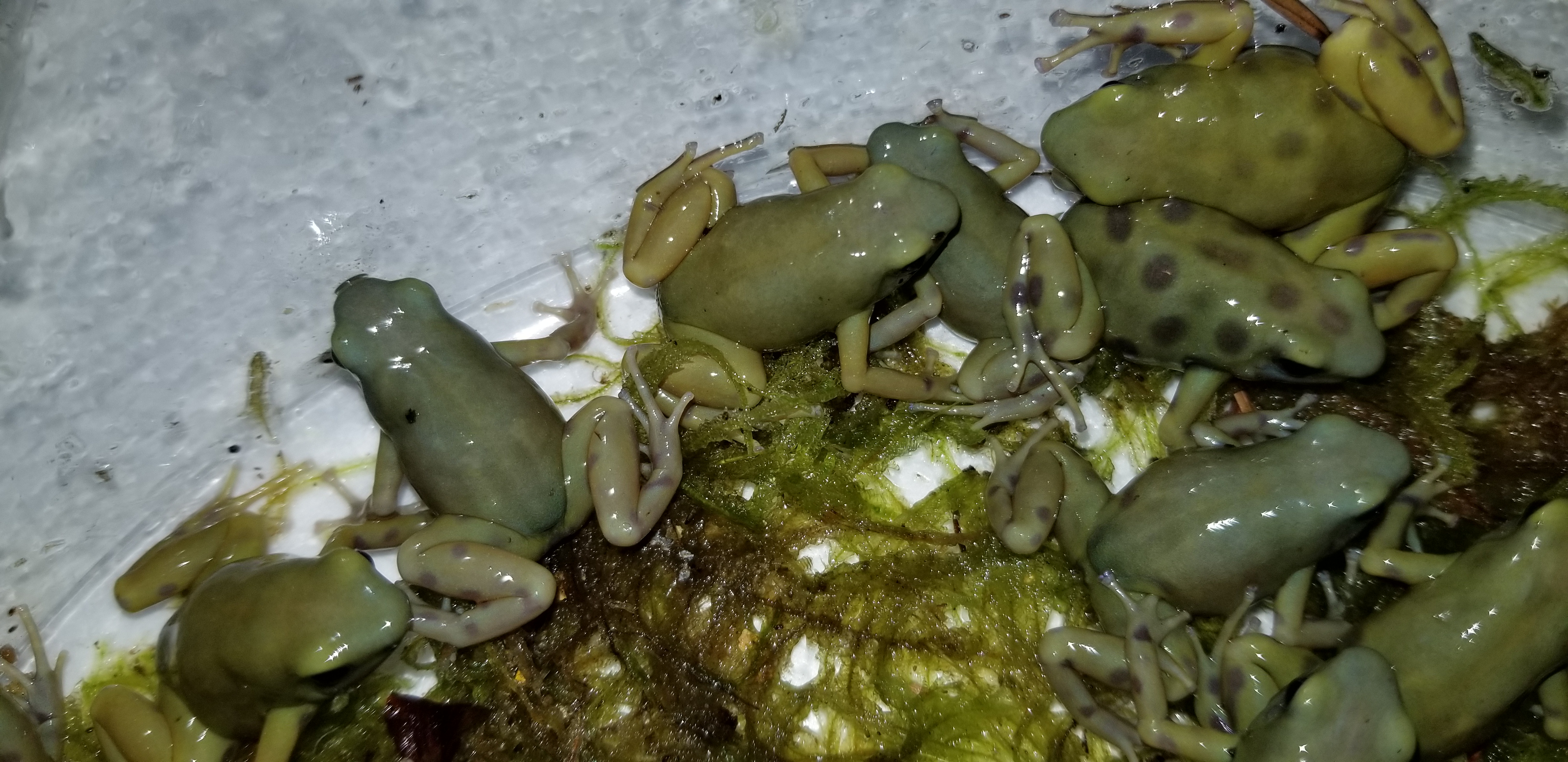 goldenauratus/20190218_212903.jpg