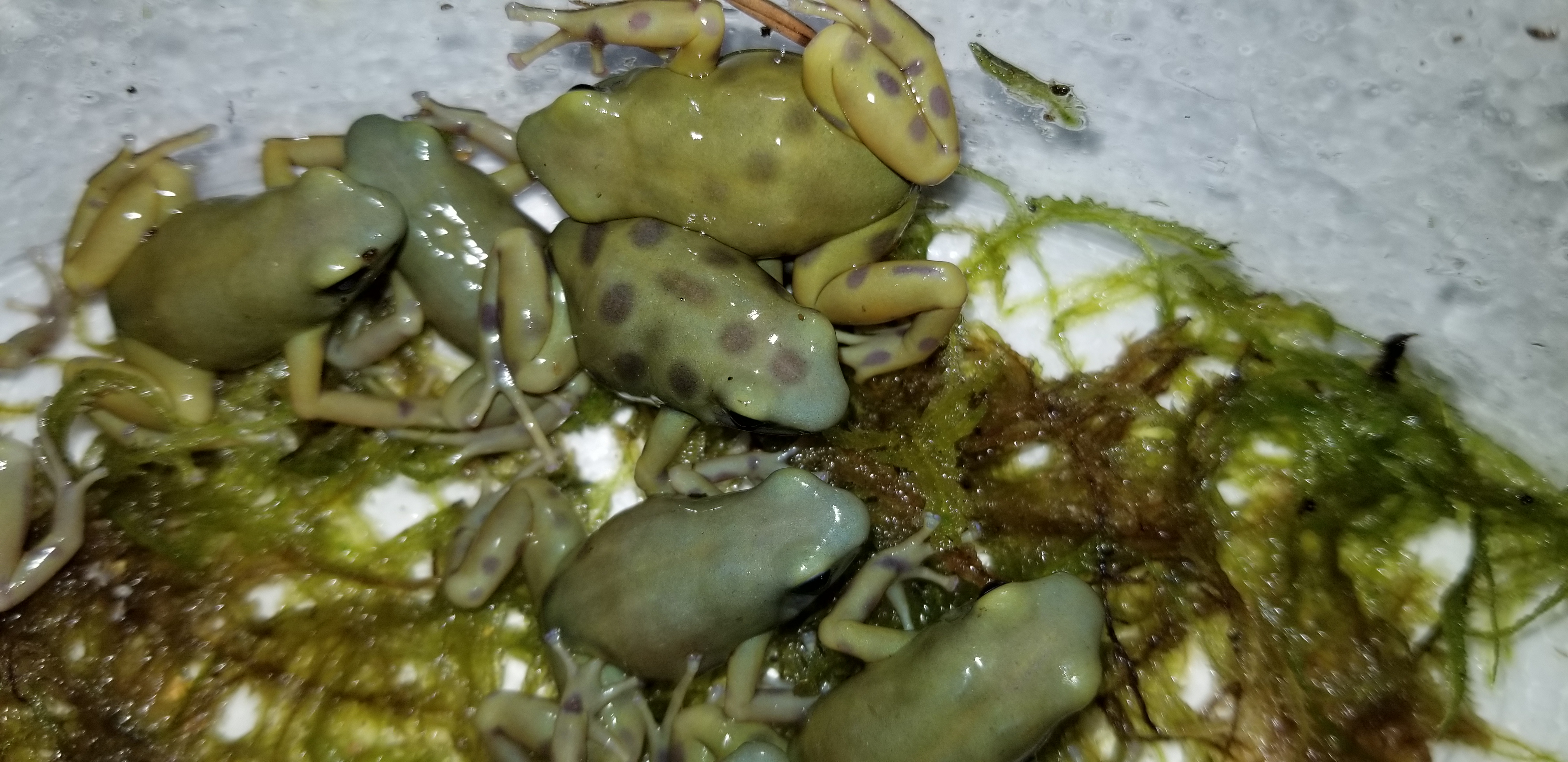 goldenauratus/20190218_212907.jpg